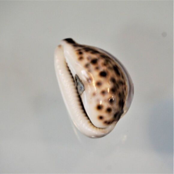 Vintage Cowrie Seashell Gemini Zodiac Sign - Picture 4 of 7